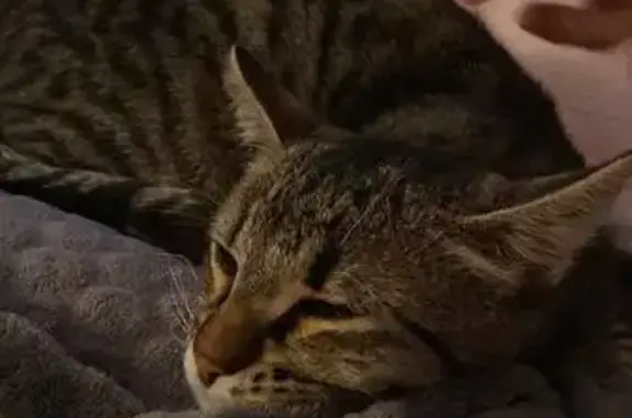 Animaux trouvés Romans-sur-Isère, photo: Chat mâle perdu ou abandonné