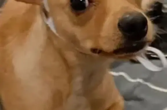 Lost Chihuahua Bibi with Gold Chain - Help!