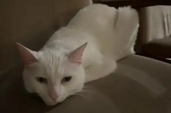 Lost White Cat Milo Near Dennis Station!