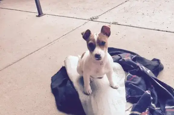 Lost: Small White Female Jack Russell