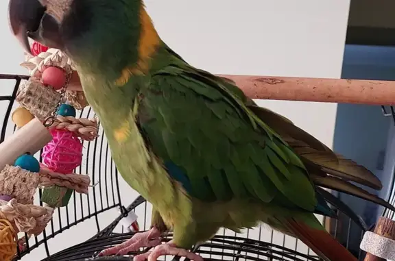 Lost Mini Macaw in Taylors Lakes - Help!