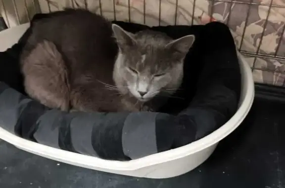 Chat gris sociable trouvé à Vaulx - photo