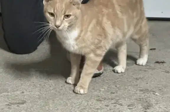 Chat domestiqué trouvé au Palais - photo