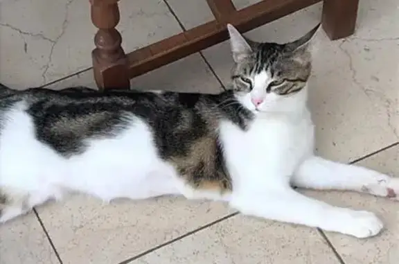 Animaux perdus Saint-Jean-de-Muzols, photo: Chatte blanche tigrée perdue