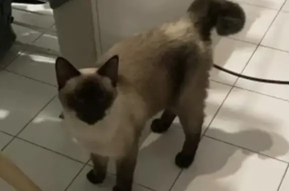 Animaux trouvés Montpellier, photo: Chat siamois perdu, queue cassée