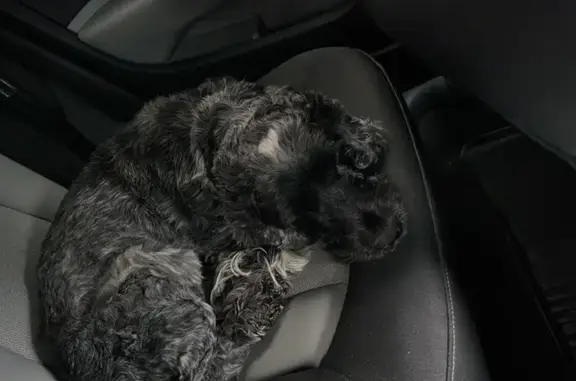 Chiot sauvé à Tourcoing - Proprio? - photo