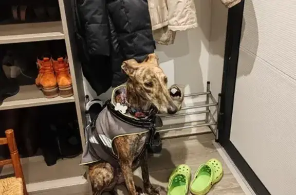Chien perdu Étretat, photo : Alerte: Lévrier bringé perdu à Étretat