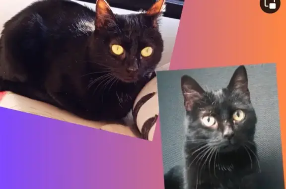 Animaux perdus Auray, photo: Chatte noire perdue à Auray