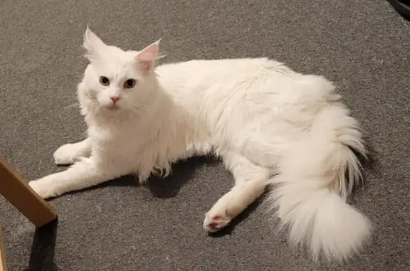 Animaux trouvés Ivry-sur-Seine, photo: Chat perdu à Ivry retrouvé