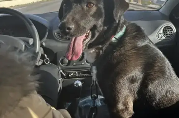Labrador croisé retrouvé à Istres - photo