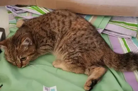 Chaton blessé trouvé à Juvigné - photo