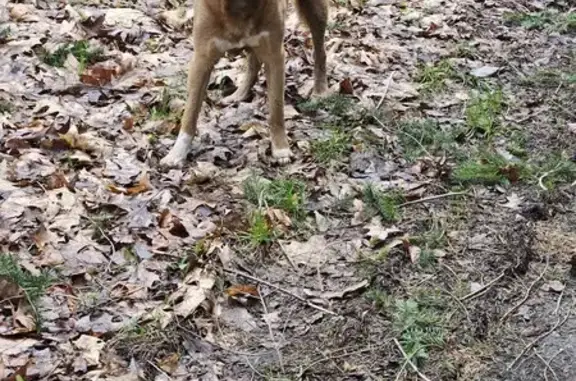 Chien mâle sécurisé à Saint-Denis - photo