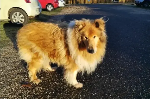 Chien Colley affaibli trouvé - photo