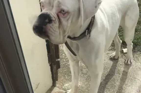 Animaux perdus Sainte-Livrade-sur-Lot, photo: Boxer blanc perdu, Ste-Livrade