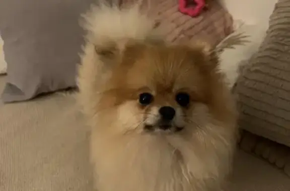 Chien perdu Champagney, photo : Petit Spitz Barbie perdu - Champagney