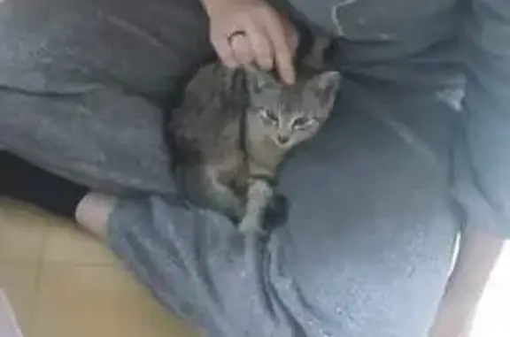 Chat gris perdu trouvé à Hennebont - photo