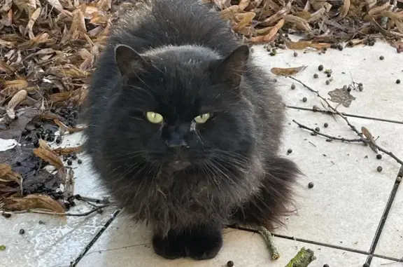 Chat noir aux yeux verts perdu - photo