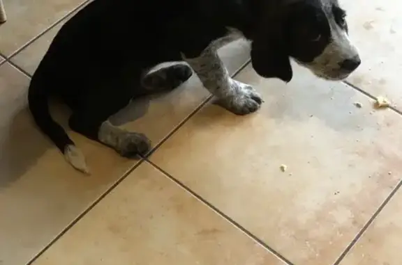 Animaux trouvés , photo: Chien et chiot trouvés, aidez-nous!
