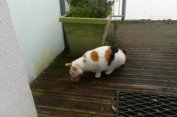 Chat tricolore perdu à Nort-sur-Erdre - photo