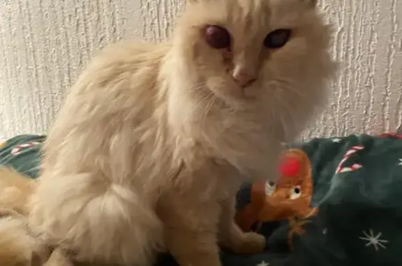 Chat roux âgé et malvoyant trouvé - photo