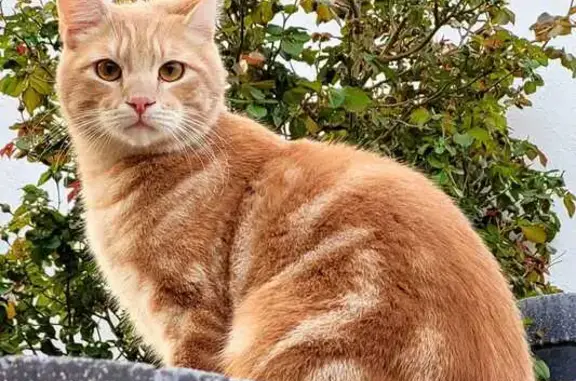 Animaux perdus Lizy-sur-Ourcq, photo: Chien Fauve perdu, aidez-nous!