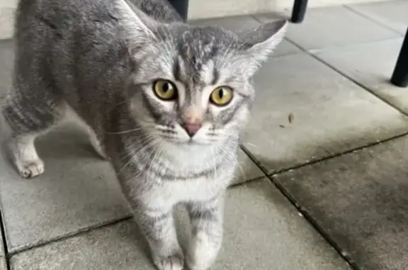 Chat perdu retrouvé à Molsheim - photo