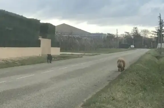 Chow-chow et Staff perdus à Nègrepelisse - photo