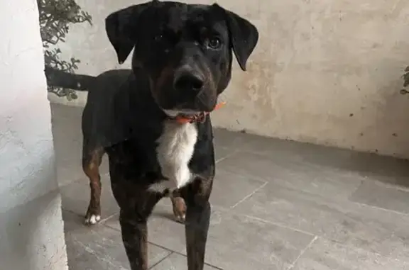 Chien sociable trouvé à Talasani - photo