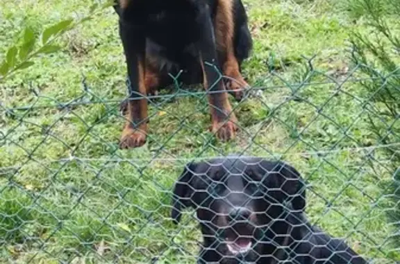 Deux Beaucerons retrouvés à Cagnac - photo