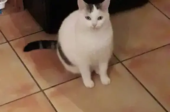 Animaux perdus , photo: Chatte blanche perdue D34