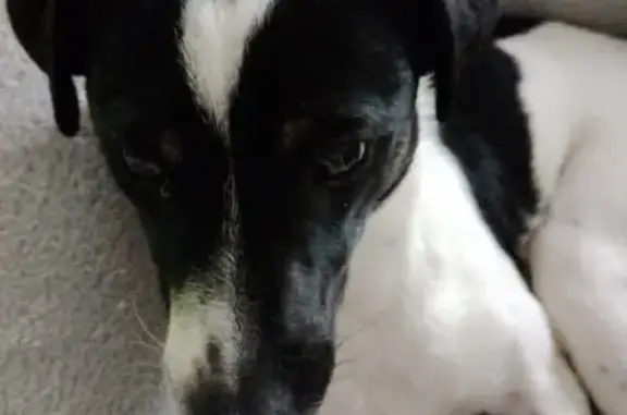 Chien perdu à Goviller retrouvé - photo