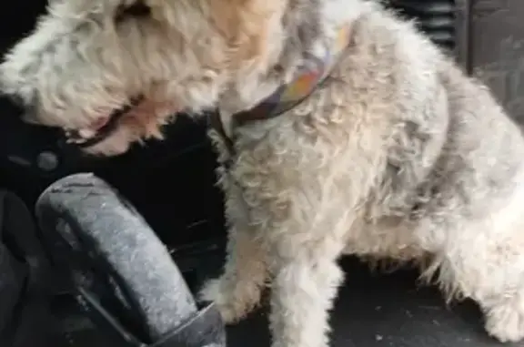 Chien perdu retrouvé à Voeuil - photo