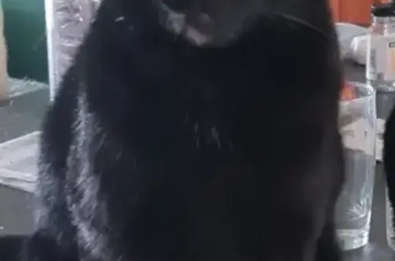 Lost Male Black Cat - 1yr Old, Coyne St.