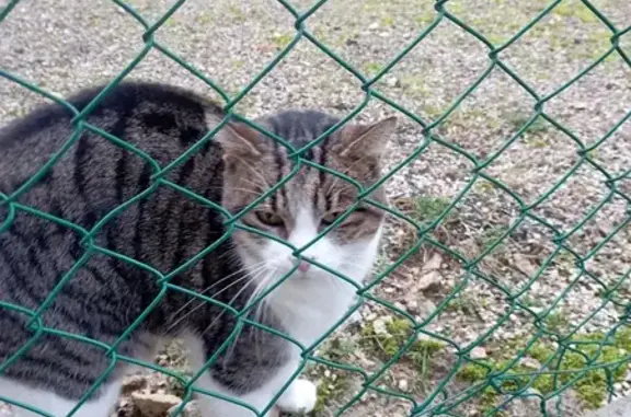 Chatte sociable trouvée au Montsaugeonnais - photo