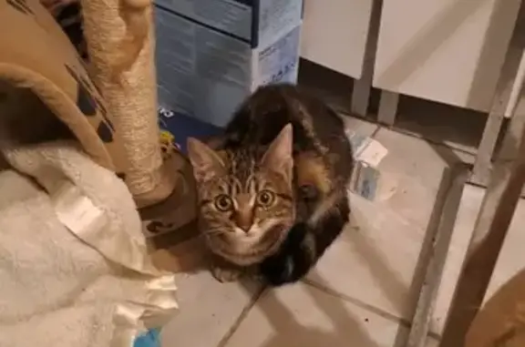 Chat perdu à Gonfreville retrouvé - photo