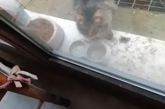 Chat perdu retrouvé à Villeneuve - photo