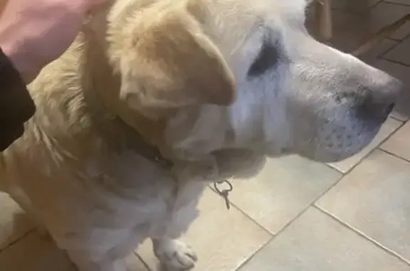 Chien trouvé Looberghe, photo: Labrador âgé urgent trouvé à Looberghe