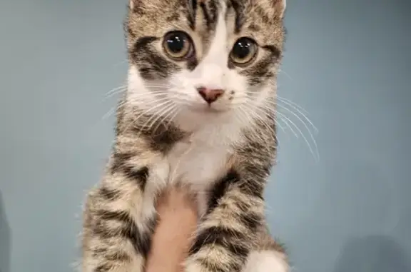 Chaton sociable trouvé à Vitrac - photo