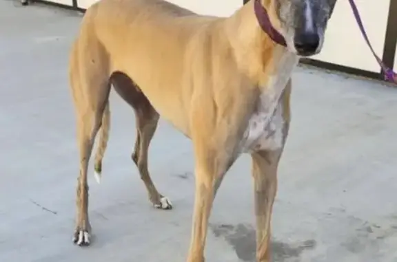 Lost Greyhound in Allentown, FL - Help Find!
