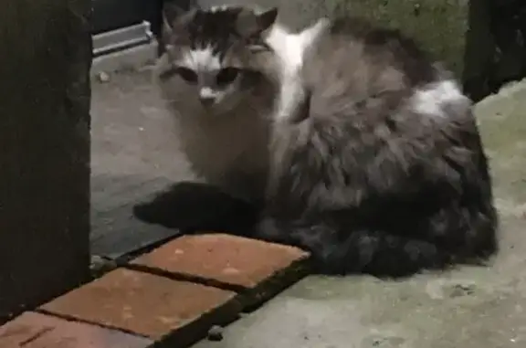 Chat tigré perdu à La Limouzinière - photo