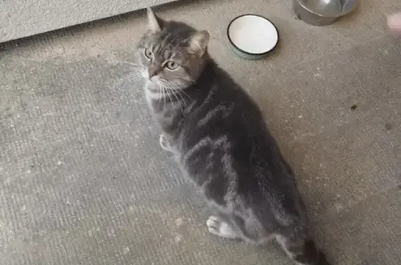 Chatte tigrée gestante trouvée - photo