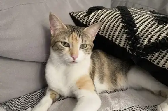 Animaux perdus Nice, photo: Chatte Paillasse perdue à Nice
