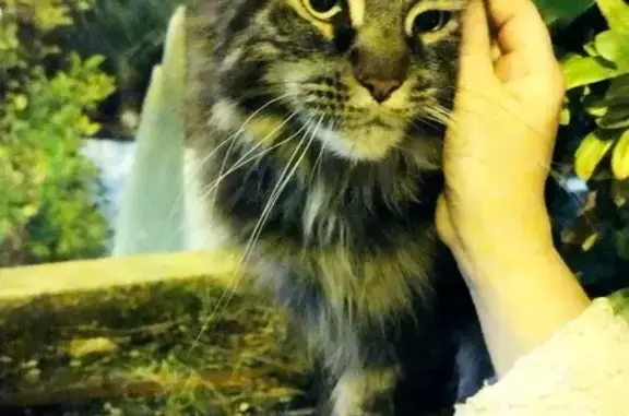 Chat Maine Coon trouvé à Menton - photo