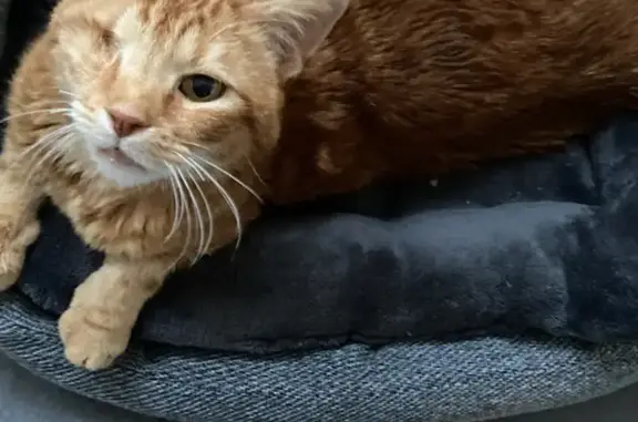 Chat perdu, Sains-en-Gohelle, photo: Chat caramel borgne perdu