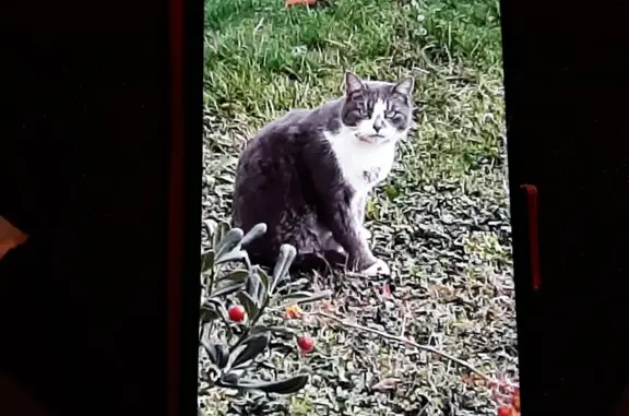 Chat gris-blanc perdu à Benagues - photo