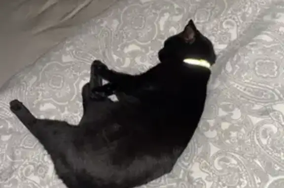 Animaux perdus , photo: Chat Neptune noir perdu