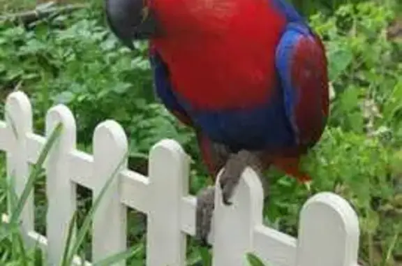 Lost Eclectus Bird: Help Find Zha Zu!