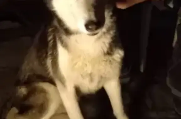 Animaux trouvés , photo: Chiot Husky trouvé à Plounéour