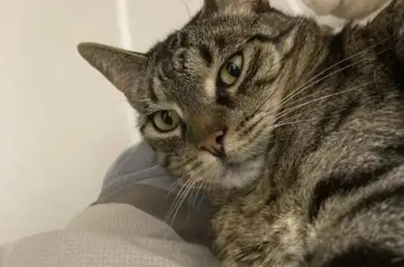 Lost Tabby Cat in Tea Tree Gully - Help!