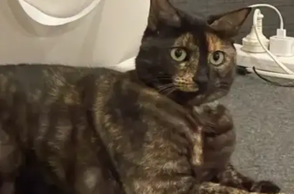 Lost Indoor Cat with Pink Collar - Hampton East!